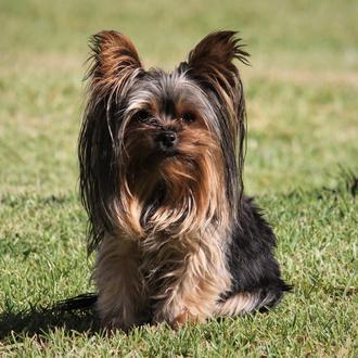 Grandes pequeños perros: cuidados específicos para canes de razas pequeñas
