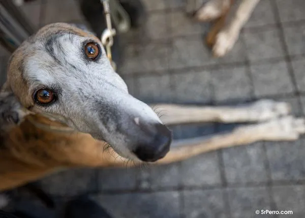 El nuevo Gobierno de La Rioja, del PP, prevé derogar la Ley de Bienestar Animal autonómica de manera urgente