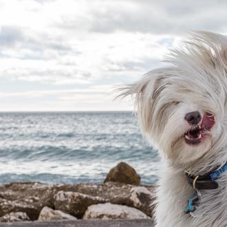 Los nombres de perro más populares en SrPerro: Lola, Luna …