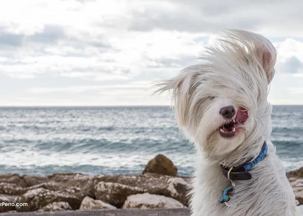 Los nombres de perro más populares en SrPerro: Lola, Luna y Thor