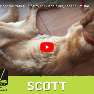 Primera condena por maltrato animal a un perro en la …