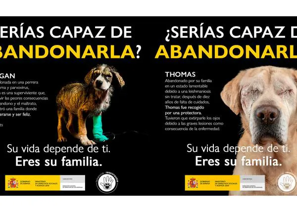 El abandono animal tiene consecuencias dramáticas para miles de perros y gatos: #SeríasCapazDeAbandonar
