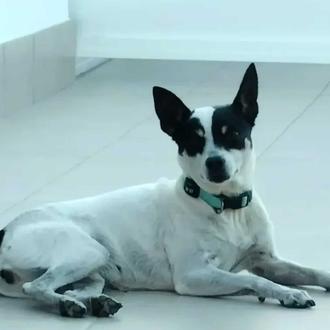 Varios perros y gatos han muerto envenenados en Arahal: las …