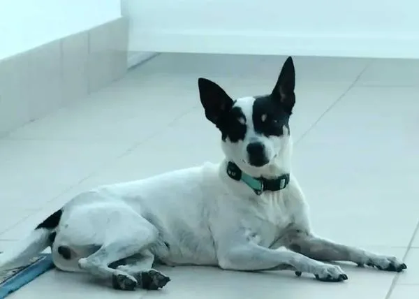 Varios perros y gatos han muerto envenenados en Arahal: las asociaciones denuncian que si no se aplica el método CER, seguirá sucediendo