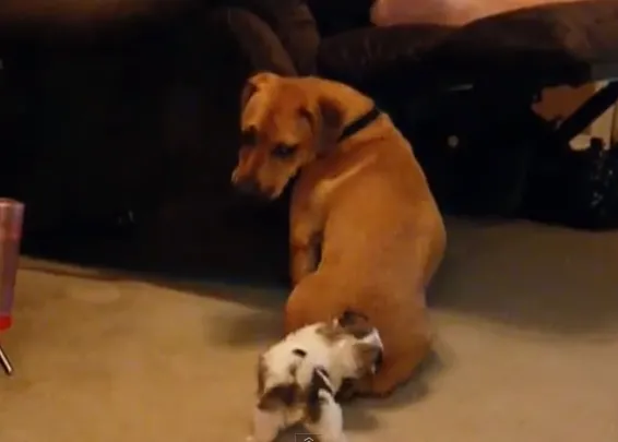 El mejor juguete para animar un día cualquiera, la cola del perro