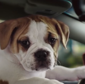 Cachorros al volante: genial versión perruna de un anuncio de …