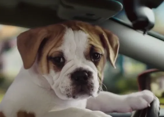 Cachorros al volante: genial versión perruna de un anuncio de coches