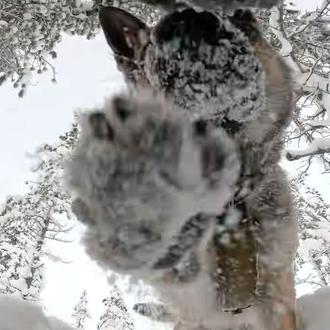 La felicitación navideña de la OTAN en 2025 es extra …