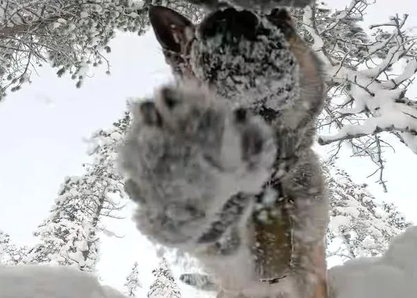 La felicitación navideña de la OTAN en 2025 es extra perruna y nevada