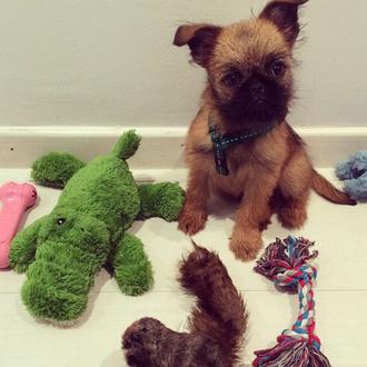 Los vídeos perrunos de Daniel Sánchez Arévalo, protagonizados por la …