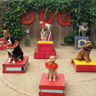La escuela de circo para perros: un lugar lleno de …