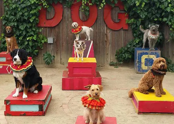 La escuela de circo para perros: un lugar lleno de arte y creatividad donde disfrutan canes y humanos