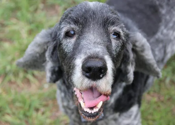 ¿Cómo saber si tu can sufre demencia? La disfunción cognitiva en los perros senior