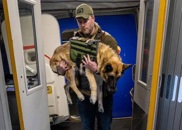 El emocionante último viaje en avión de una perra enferma cuyo legado ayudará a miles de personas