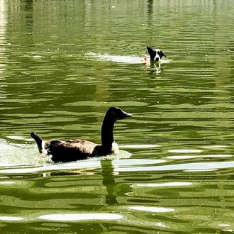Los perros espanta-gansos: Boder Collies especialmente entrenados controlan las poblaciones …