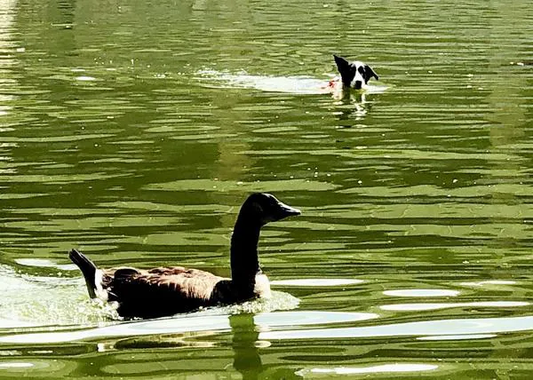 Los perros espanta-gansos: Boder Collies especialmente entrenados controlan las poblaciones de aves