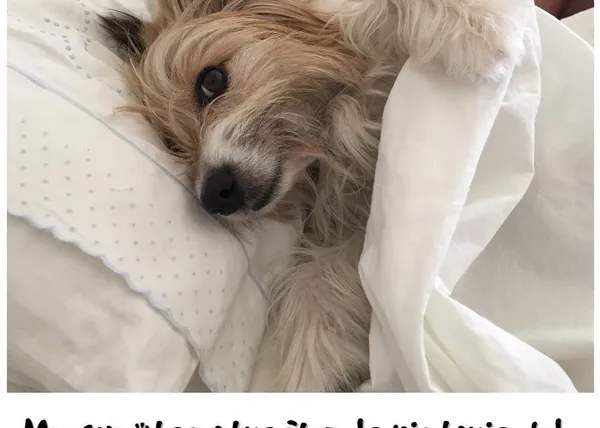 Max, de perro abandonado a estrella de la TV: así es el prota del anuncio de la Lotería