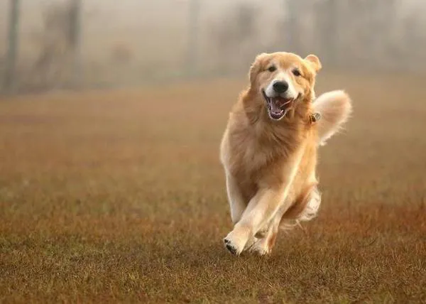Ciertos comportamientos en perros -en Golden Retrievers- y en personas tienen un origen genético similar