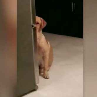 Dos perros y una trastada, ¿quién es el presunto culpable …