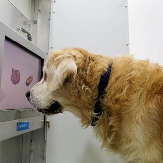 Sudokus para la tercera edad canina, juegos para mejorar la …