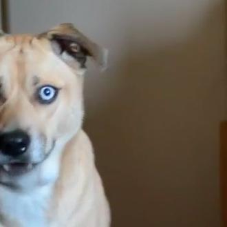 El perro con poderes hipnóticos