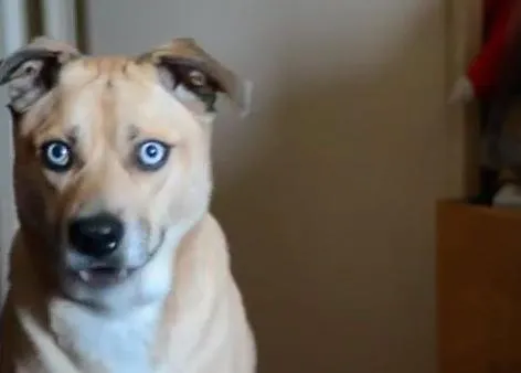 El perro con poderes hipnóticos
