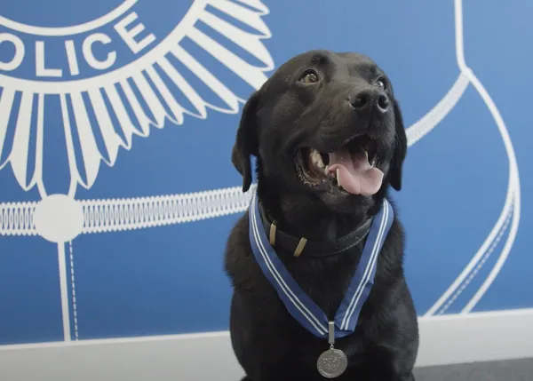 La magia canina de un perro que cuida el bienestar y la salud mental de policías recibe un gran premio