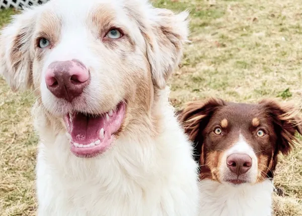 Una pareja de cómicos perrunos: las aventuras cotidianas de dos guapos Pastor Ovejero Australianos