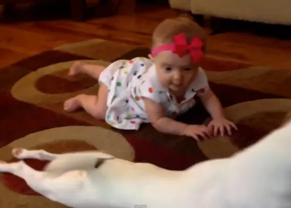 Clase de perruneo para bebés: un jack russell enseña a una niña a gatear