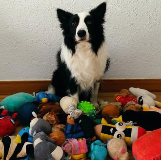 La vida con uno de los perros más listos del …