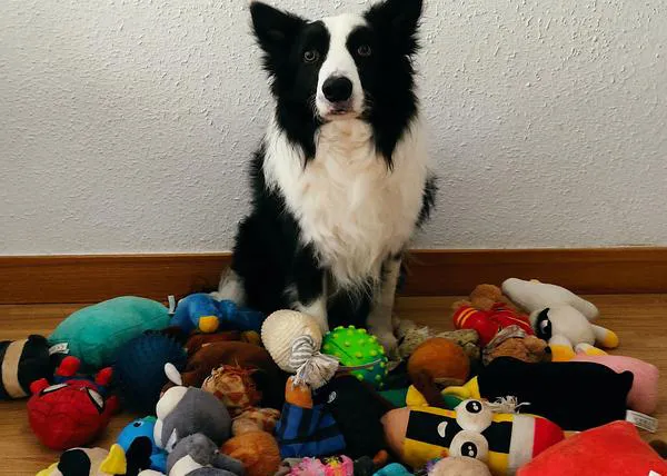 La vida con uno de los perros más listos del mundo, Rico, un Border Collie español que reconoce casi 40 objetos