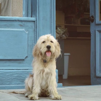 La canción en el corazón de algunos perros... un anuncio …