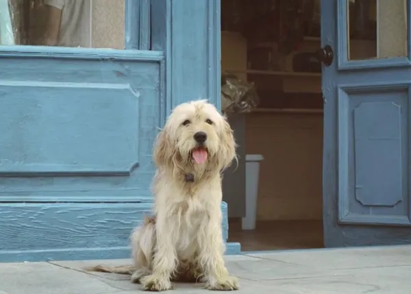 La canción en el corazón de algunos perros... un anuncio con mucho ritmo