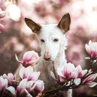Los mejores retratos de perros en 2019: los ganadores del …