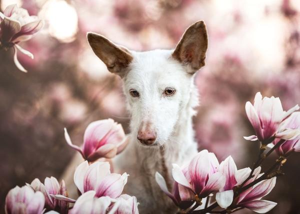 Los mejores retratos de perros en 2019: los ganadores del Dog Photographer of the Year del Kennel Club