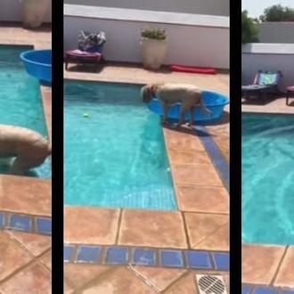 Una perra muy mañosa: recupera su pelota de la piscina …