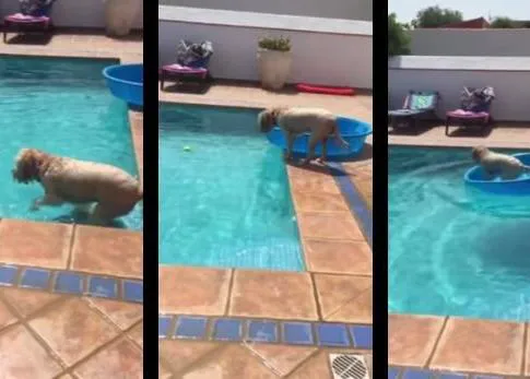 Una perra muy mañosa: recupera su pelota de la piscina ¡sin mojarse!