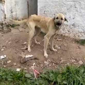 La Guardia Civil rescata a 75 perros maltratados en Cádiz …