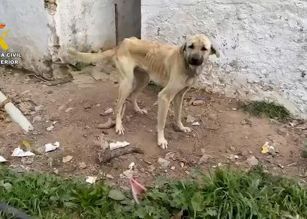 La Guardia Civil rescata a 75 perros maltratados en Cádiz e investiga a 28 personas