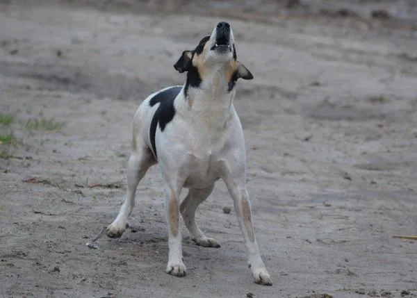 Las mordeduras caninas a adultos se han triplicado en el Reino Unido en 20 años
