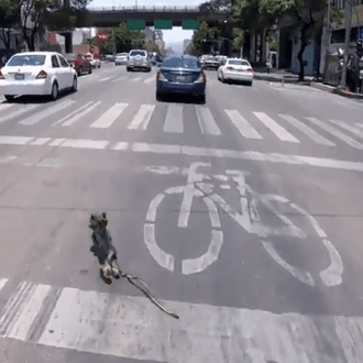 Calaveritabike: la ciclista que arriesgó su vida para salvar a …