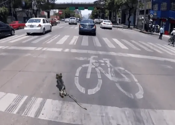 Calaveritabike: la ciclista que arriesgó su vida para salvar a un pequeño perro que corría por una gran avenida