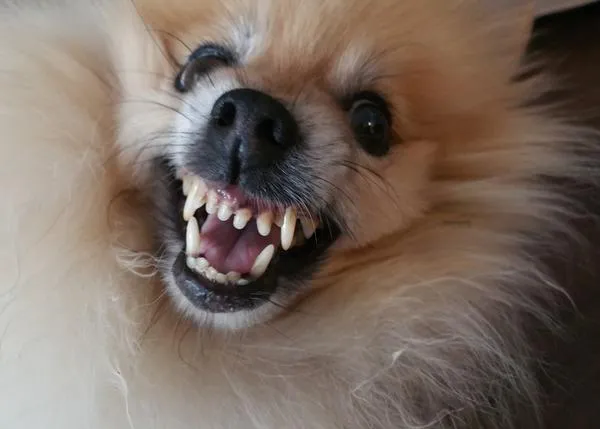 El 100% de las conductas agresivas en perros tienen que ver con el miedo (y el estrés)