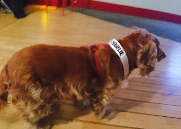 A Paso de Perro: el impresionante relato de una superviviente de Charlie Hebdo