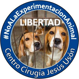 Solicitan la liberación de Beagles usados en pruebas presuntamente innecesarias …