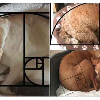 La secuencia de Fibonacci, la espiral áurea y los perros …