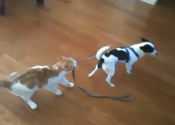 Vamos de paseo, sí, sí, sí... en versión minino malvado