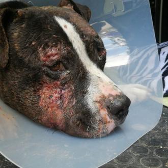 El drama cotidiano de los perros que malviven en la …