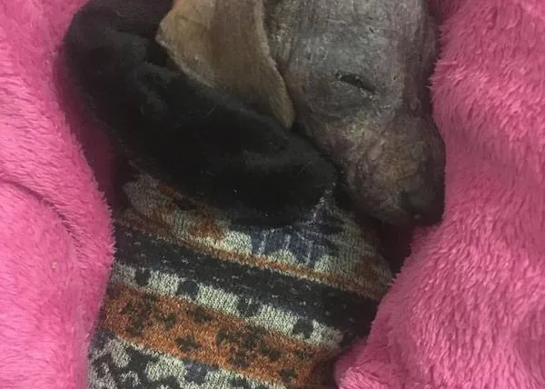 La feliz y fabulosa transformación de una salchicha a la que encontraron en la basura