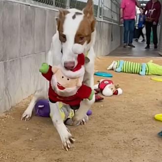 La Navidad extra feliz de 28 perros de caza rescatados …